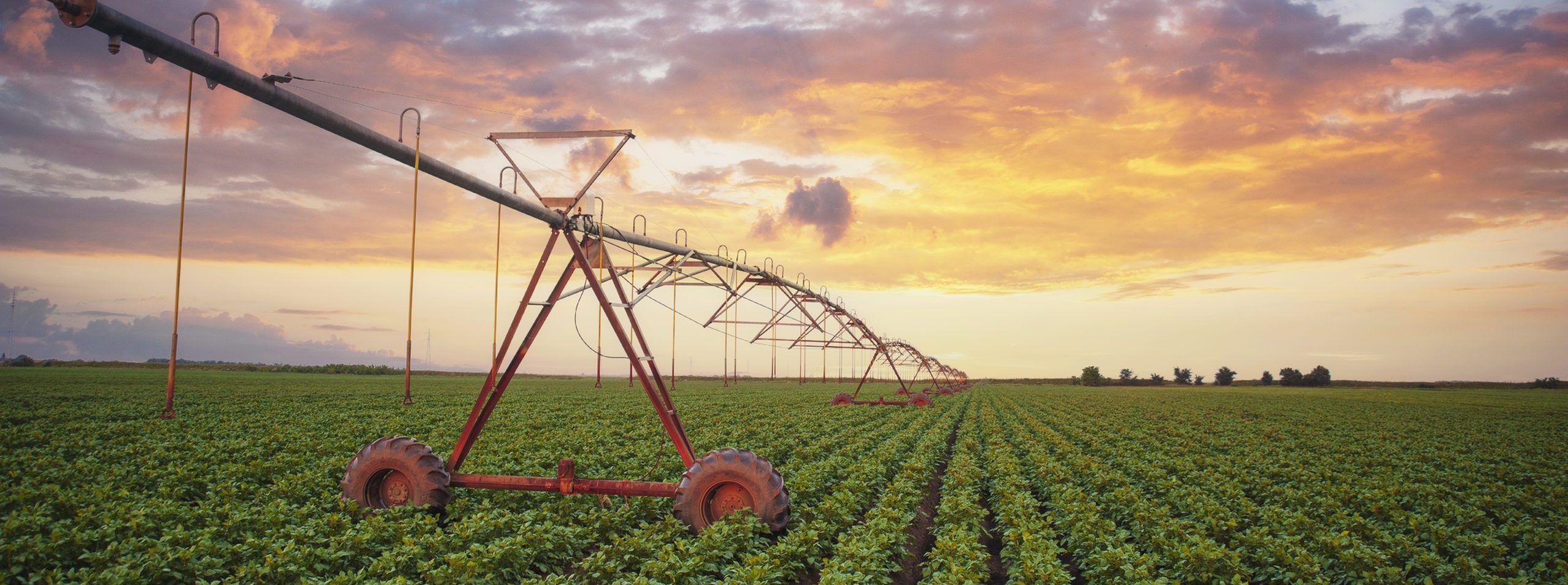 Campo agrícola en Sinaloa